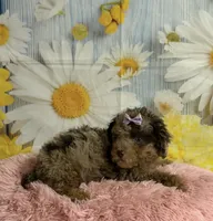 Rain, a female Poodle - Toy  for sale in Ripley, MS – 2 of 9