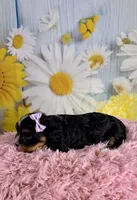 Ivy, a female Schnoodle and Yorkshire Terrier for sale in Ripley, MS – 4 of 10