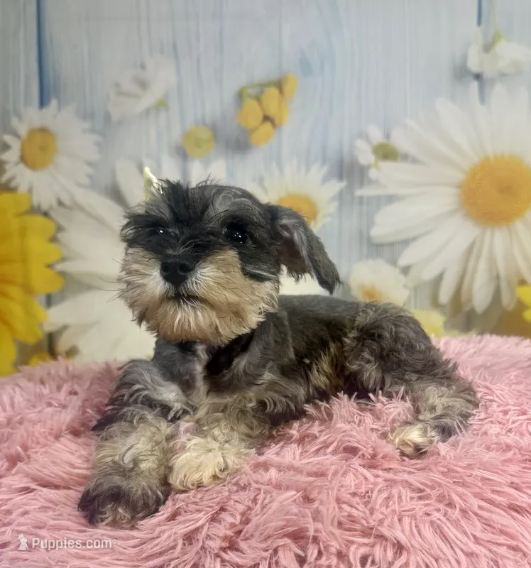 Bonnie – Miniature Schnauzer puppy for sale in Ripley, MS