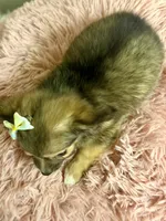     Fern, a female Chihuahua for sale in Ripley, MS – 6 of 9