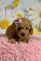 Daisy , a female Poodle - Miniature  for sale in Ripley, MS – 6 of 10