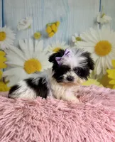 Dot, a female Pekingese and Shih Tzu for sale in Ripley, MS – 6 of 8