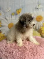 Lilly, a female Cavapoo for sale in Ripley, MS – 2 of 10