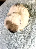 Charles, a male Shihpoo for sale in Ripley, MS – 7 of 8