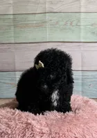 Star, a female Poodle - Toy  for sale in Ripley, MS – 3 of 8