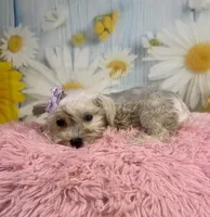 Shiloh , a female Miniature Schnauzer for sale in Ripley, MS – 8 of 8