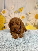 Rusty, a male Poodle - Miniature  for sale in Ripley, MS – 8 of 10