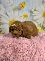 Rosie, a female Poodle - Miniature  for sale in Ripley, MS – 7 of 10