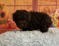 Knox, a male Poodle - Toy  for sale in Ripley, MS – 2 of 6