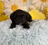 Tony, a male Miniature Schnauzer for sale in Ripley, MS – 5 of 8