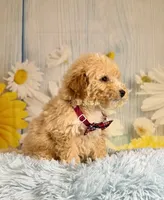 Finn, a male Miniature Goldendoodle for sale in Ripley, MS – 2 of 10