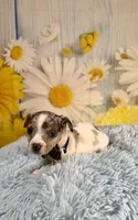 Skylar , a male Teddy Roosevelt Terrier for sale in Ripley, MS – 5 of 10