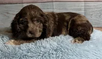 Bojangles , a male Cocker Spaniel for sale in Ripley, MS – 5 of 10