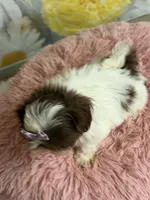 Rylee, a female Shih Tzu for sale in Ripley, MS – 4 of 10