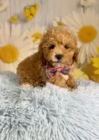 Leo, a male Miniature Goldendoodle for sale in Ripley, MS – 1 of 10