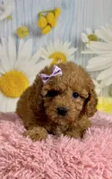Daisy , a female Poodle - Miniature  for sale in Ripley, MS – 2 of 10