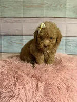 Darla, a female Poodle - Toy  for sale in Ripley, MS – 3 of 4