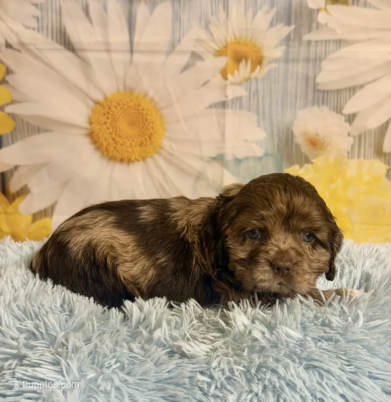 Bojangles  – Cocker Spaniel puppy for sale in Ripley, MS
