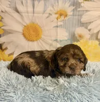 Bojangles , a male Cocker Spaniel for sale in Ripley, MS – 1 of 10