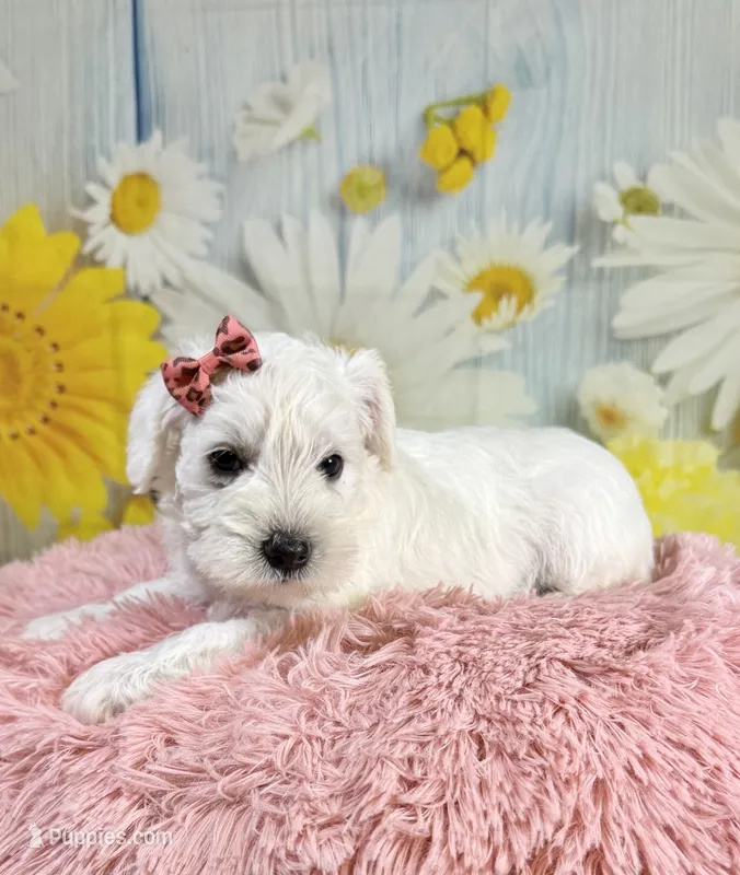 Ivory – Miniature Schnauzer puppy for sale in Ripley, MS