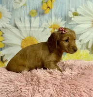Ivy, a female Miniature Dachshund for sale in Ripley, MS – 4 of 10