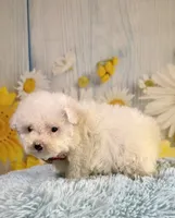 Archie , a male Poodle - Toy  and Poodle - Miniature  for sale in Ripley, MS – 7 of 10