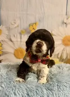 Charles, a male Cocker Spaniel for sale in Ripley, MS – 2 of 10