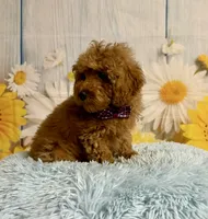 Red, a male Poodle - Toy  for sale in Ripley, MS – 2 of 10