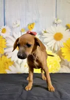 Ruby, a female Chihuahua and Miniature Dachshund for sale in Ripley, MS – 6 of 10