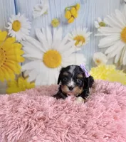 Ivy, a female Schnoodle and Yorkshire Terrier for sale in Ripley, MS – 2 of 10