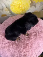 Dolly, a female Aussiedoodle for sale in Ripley, MS – 4 of 10