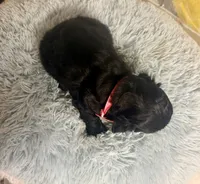 Coal, a male Cocker Spaniel for sale in Ripley, MS – 8 of 8