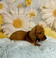 Copper, a male Miniature Dachshund for sale in Ripley, MS – 5 of 10