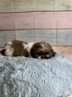 Frank, a male Shih Tzu for sale in Ripley, MS – 7 of 10