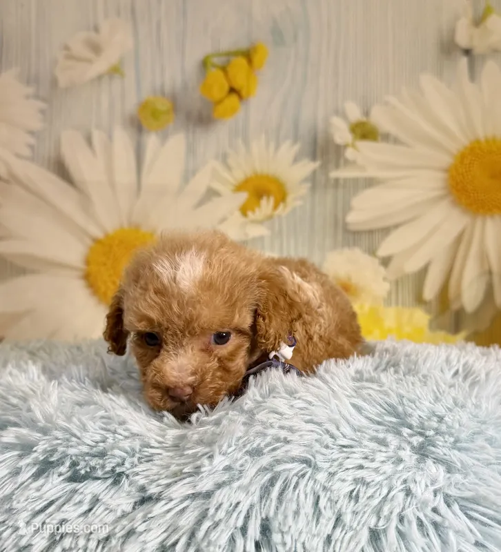 King – Poochon puppy for sale in Ripley, MS