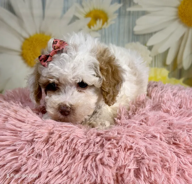Bonnie – Miniature Goldendoodle puppy for sale in Ripley, MS