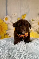 Winston, a male Poodle - Toy  and Poodle - Miniature  for sale in Ripley, MS – 8 of 8