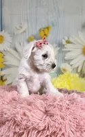 Ivory, a female Miniature Schnauzer for sale in Ripley, MS – 6 of 7
