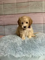 Rudy, a male Miniature Goldendoodle for sale in Ripley, MS – 4 of 4