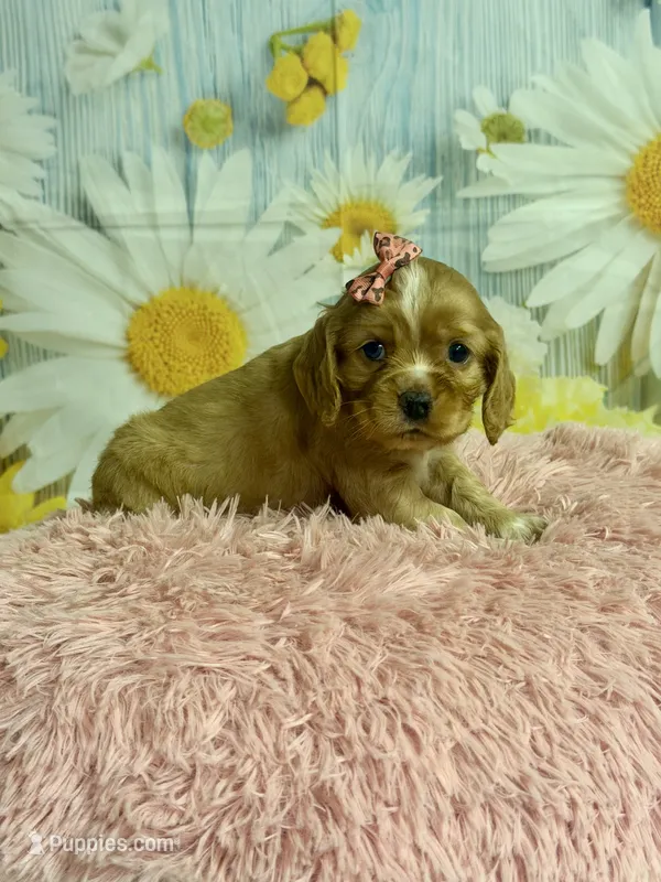 Hattie – Cocker Spaniel puppy for sale in Ripley, MS