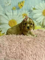 Hattie, a female Cocker Spaniel for sale in Ripley, MS – 1 of 8
