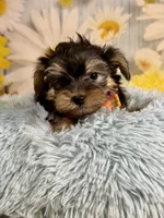 Tucker, a male Morkie for sale in Ripley, MS – 10 of 10