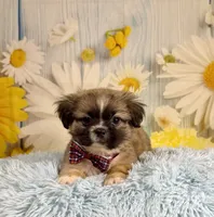Kobe, a male Pekingese and Shih Tzu for sale in Ripley, MS – 9 of 10