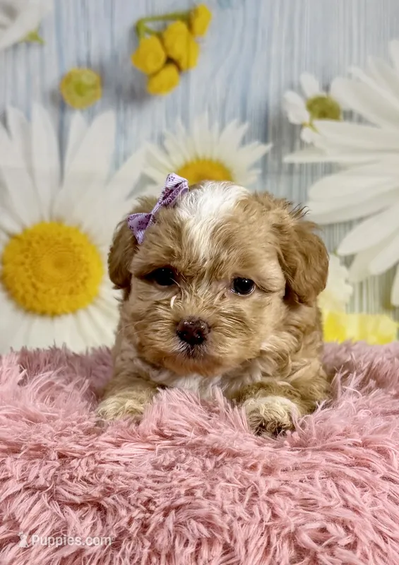Meadow  – Shihpoo puppy for sale in Ripley, MS