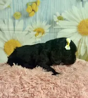 Aurora, a female Cocker Spaniel for sale in Ripley, MS – 2 of 7