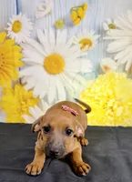 Ruby, a female Chihuahua and Miniature Dachshund for sale in Ripley, MS – 5 of 10