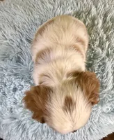 Cavapoo, a male Cavapoo for sale in Ripley, MS – 4 of 10