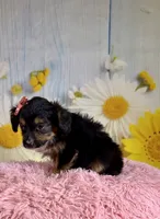 Rylee , a female Aussiedoodle for sale in Ripley, MS – 3 of 6