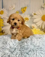Jack , a male Miniature Goldendoodle for sale in Ripley, MS – 2 of 10