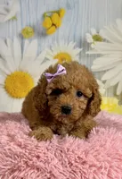 Daisy , a female Poodle - Miniature  for sale in Ripley, MS – 8 of 10